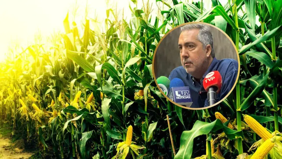 Importación récord de maíz golpea a productores de Sinaloa: "El gobierno nos deja solos" Importación récord de maíz golpea a productores de Sinaloa: "El gobierno nos deja solos"
