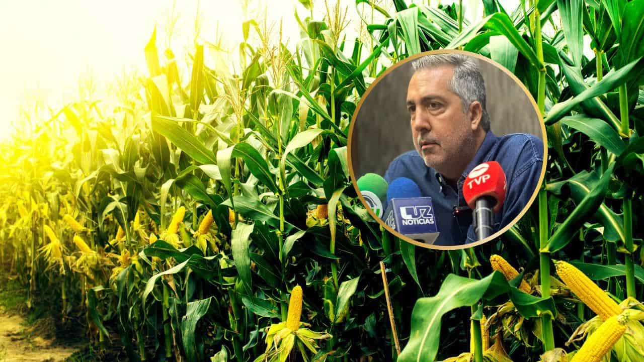 Importación récord de maíz golpea a productores de Sinaloa: El gobierno nos deja solos
