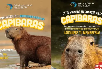 Capibaras en el Acuario Mazatlán: ¿ Cuándo llegan y cuánto cobran por verlos?