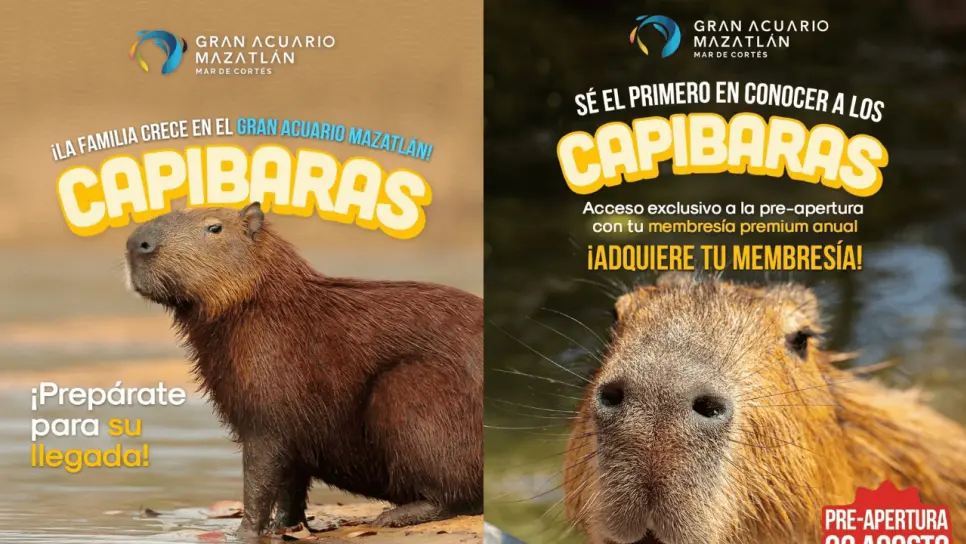 Capibaras en el Acuario Mazatlán: ¿ Cuándo llegan y cuánto cobran por verlos?