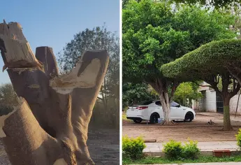 Estos son los requisitos para podar o talar un árbol en Ahome