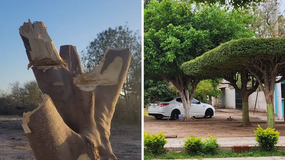 Estos son los requisitos para podar o talar un árbol en Ahome Estos son los requisitos para podar o talar un árbol en Ahome