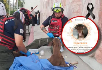 Fallece Esperanza, la perrita baleada en Colinas de San Miguel, Culiacán