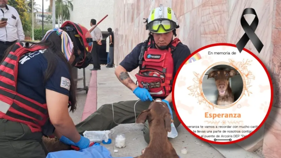 Fallece Esperanza, la perrita baleada en Colinas de San Miguel, Culiacán Fallece Esperanza, la perrita baleada en Colinas de San Miguel, Culiacán