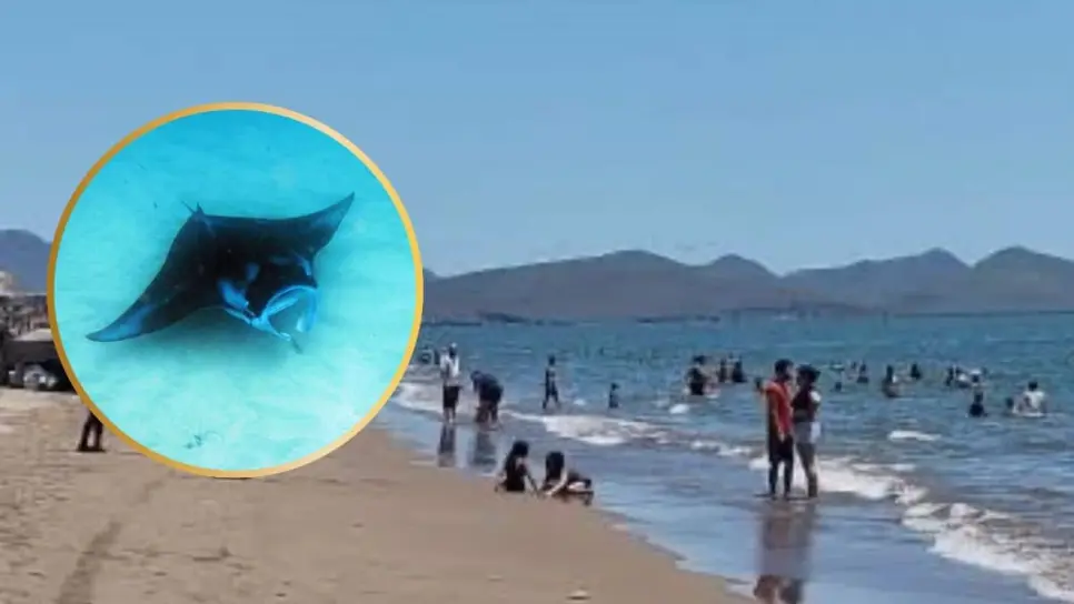 ¿Vas a ir a la playa? Métete con tenis para que no te pique una mantarraya ¿Vas a ir a la playa? Métete con tenis para que no te pique una mantarraya