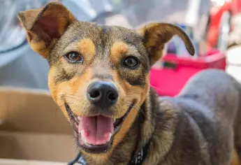 Nueva ley prohibe dejar solos a los perritos en casa por más de 6 horas ¿En qué país aplica?