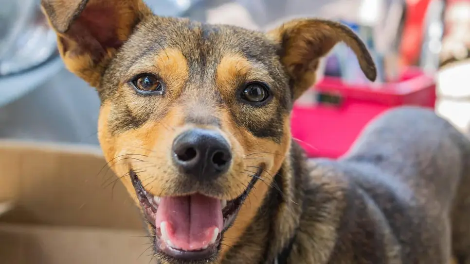 Nueva ley prohibe dejar solos a los perritos en casa por más de 6 horas ¿En qué país aplica?