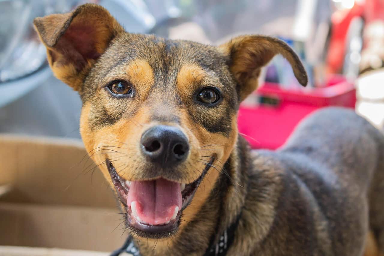 Nueva ley prohibe dejar solos a los perritos en casa por más de 6 horas ¿En qué país aplica?