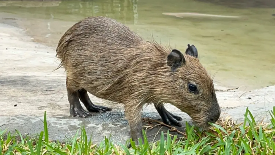 Capibaras en el Gran Acuario de Mazatlán llegan este domingo: ¿Cuánto cobrarán la entrada?