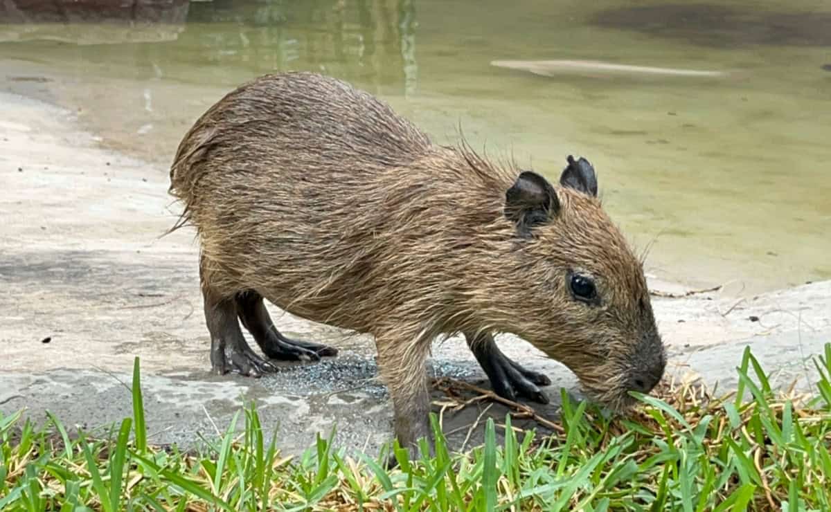 Imagen Placeholder Imagen Placeholder