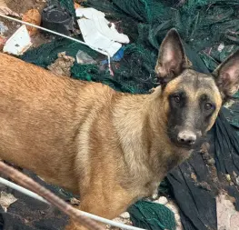 Perrito es rescatado de condiciones deplorables en Los Mochis