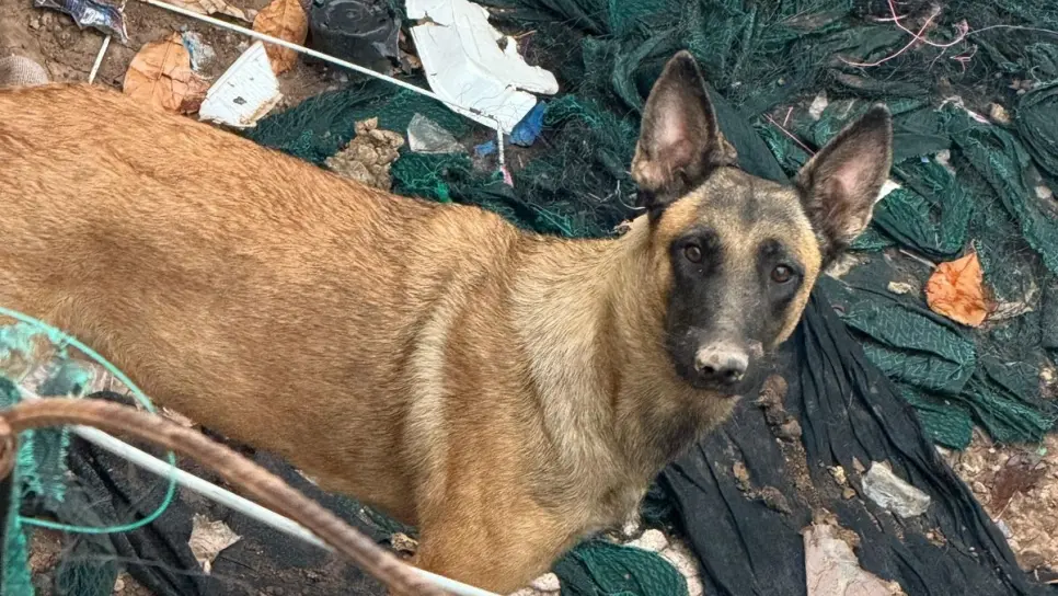 Perrito es rescatado de condiciones deplorables en Los Mochis