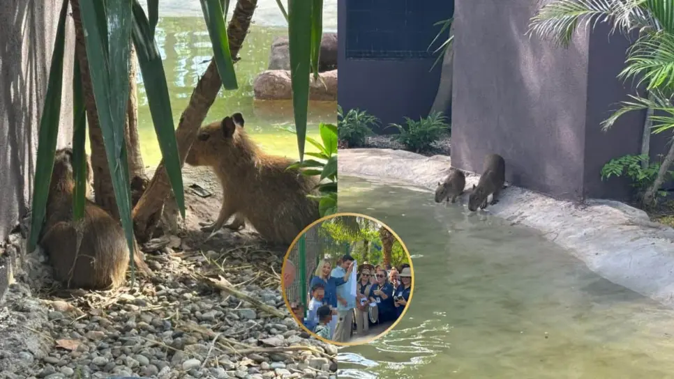 La Casa del Capibara abre sus puertas en el Gran Acuario de Mazatlán