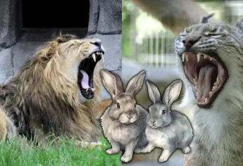 Este zoológico pide donar mascotas que ya no quieran para alimentar a grandes felinos