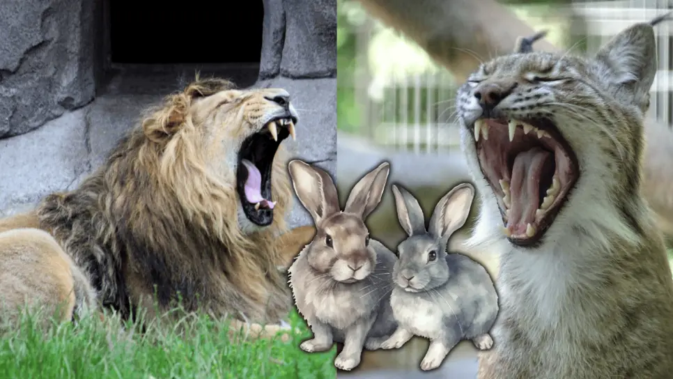 Este zoológico pide donar mascotas que ya no quieran para alimentar a grandes felinos