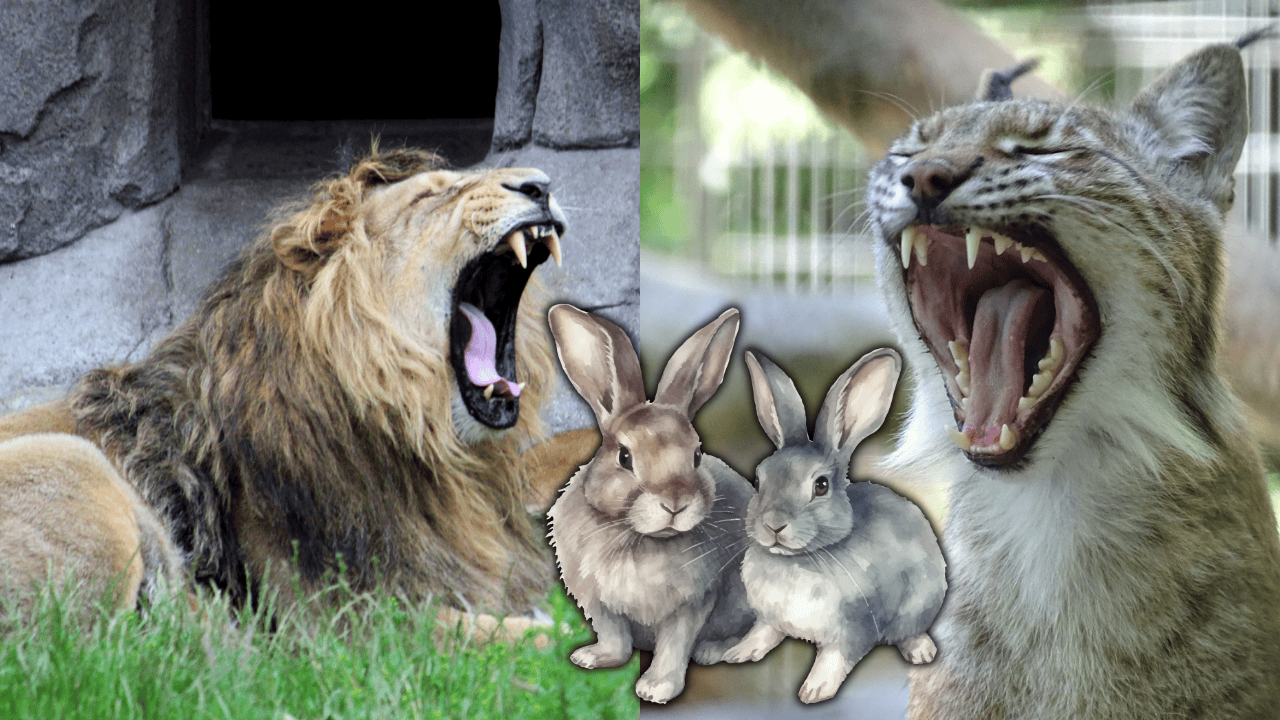 Este zoológico pide donar mascotas que ya no quieran para alimentar a grandes felinos