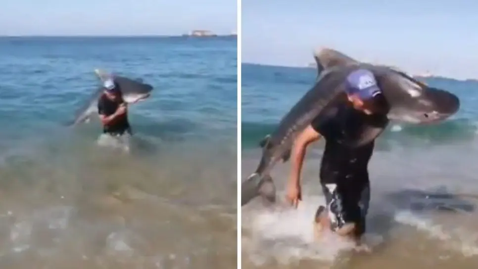 Hombre atrapa con sus propias manos a un tiburón Tigre en playa mexicana | VIDEO