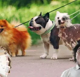 Paseador de perros en la CDMX gana más que un profesionista en Sinaloa y no lo sabías | VIDEO