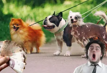 Paseador de perros en la CDMX gana más que un profesionista en Sinaloa y no lo sabías | VIDEO