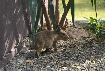 Las capibaras del Gran Acuario Mazatlán necesitan nombre y tú puedes ponérselo: está es la dinámica