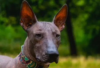 ¿El xoloitzcuintle es mexicano? Así es esta mítica raza de perro