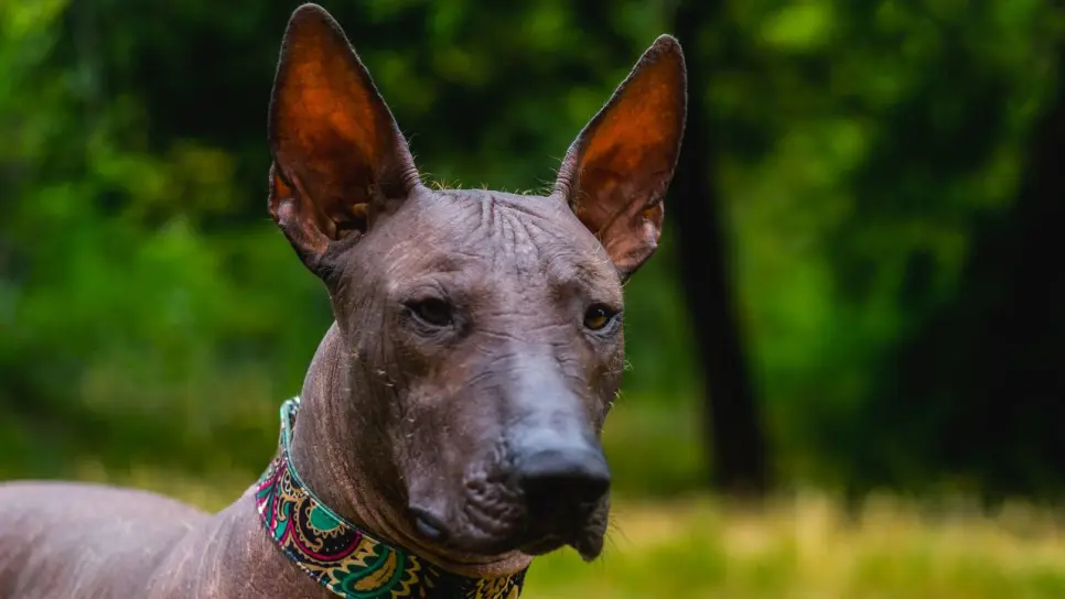 ¿El xoloitzcuintle es mexicano? Así es esta mítica raza de perro