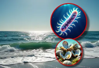 Esta bacteria carnívora presente en el mar en Estados Unidos mantiene las alertas