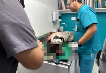 Sujeto casi mata a perro a machetazos en Costa Rica, Culiacán; le deja severas heridas