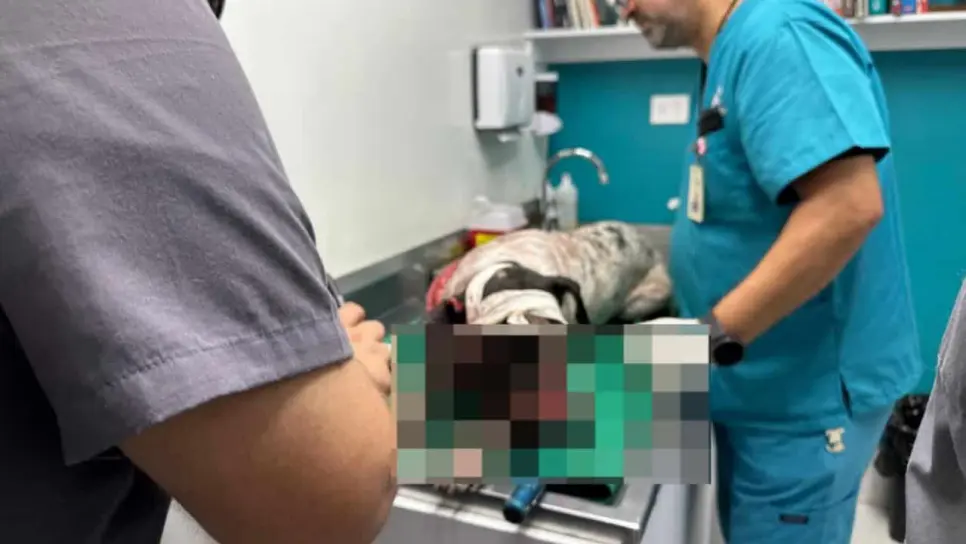 Sujeto casi mata a perro a machetazos en Costa Rica, Culiacán; le deja severas heridas