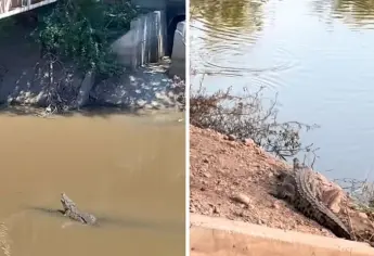 Cocodrilos en Culiacán: Estas son las zonas de alto riesgo por la presencia de estos reptiles
