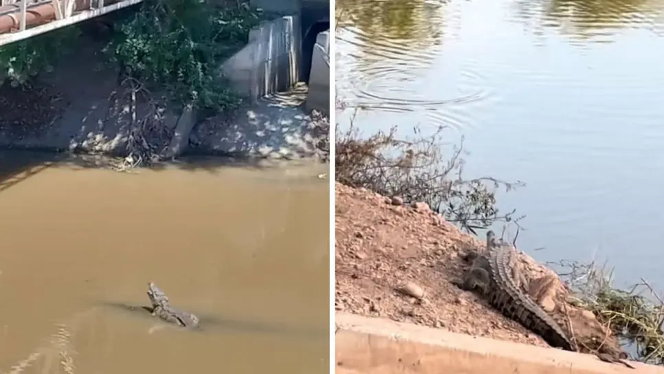 Cocodrilos en Culiacán: Estas son las zonas de alto riesgo por la presencia de estos reptiles