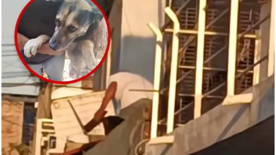 Hombre es detenido en Mazatlán tras ser captado golpeando a un perro con una varilla