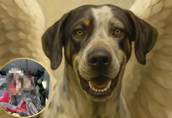 ¿Sabías que existe un violentometro animal? Aprende a identificar las formas más sutiles hasta las más graves de maltrato