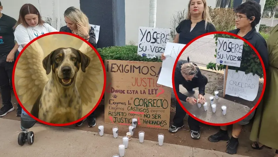 Exigen justicia por Bobby, perro macheteado en Culiacán; Animalistas acuden a la Fiscalía