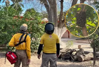 ¿Qué hacer si aparece un panal de abejas en tu casa?