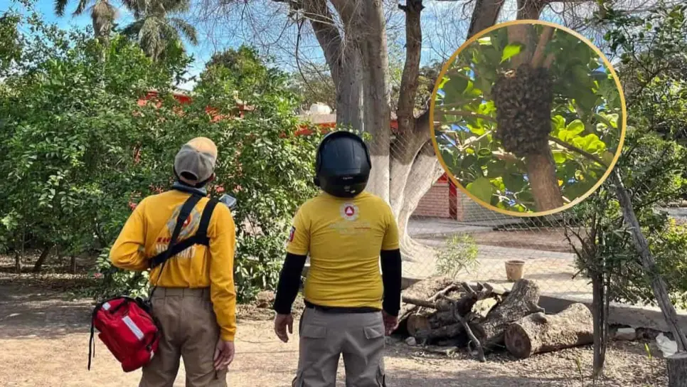 ¿Qué hacer si aparece un panal de abejas en tu casa?