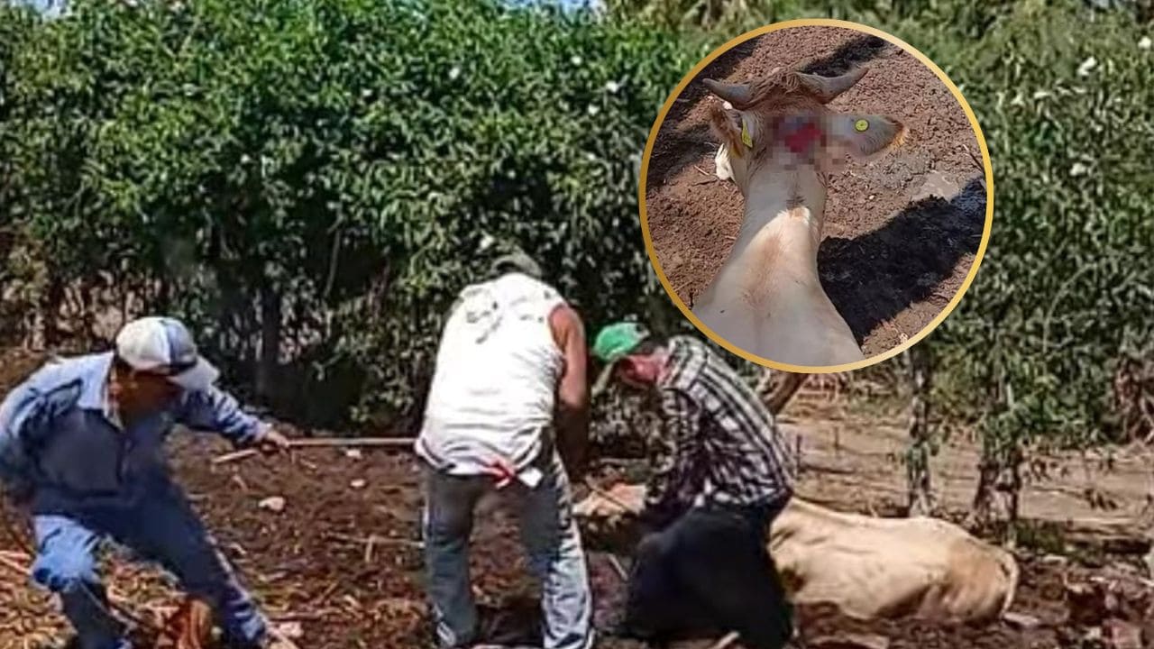 Machetean ganado en El Fuerte; ganaderos exigen investigación urgente