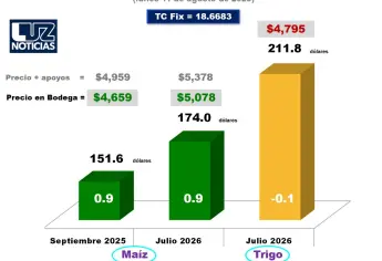 Sube ligeramente el precio del maíz este 12 de agosto