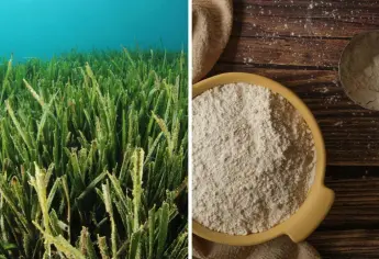 Conoce el ‘Cereal marino , un super alimento milenario en Sonora