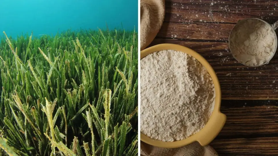 Conoce el ´Cereal marino , un super alimento milenario en Sonora