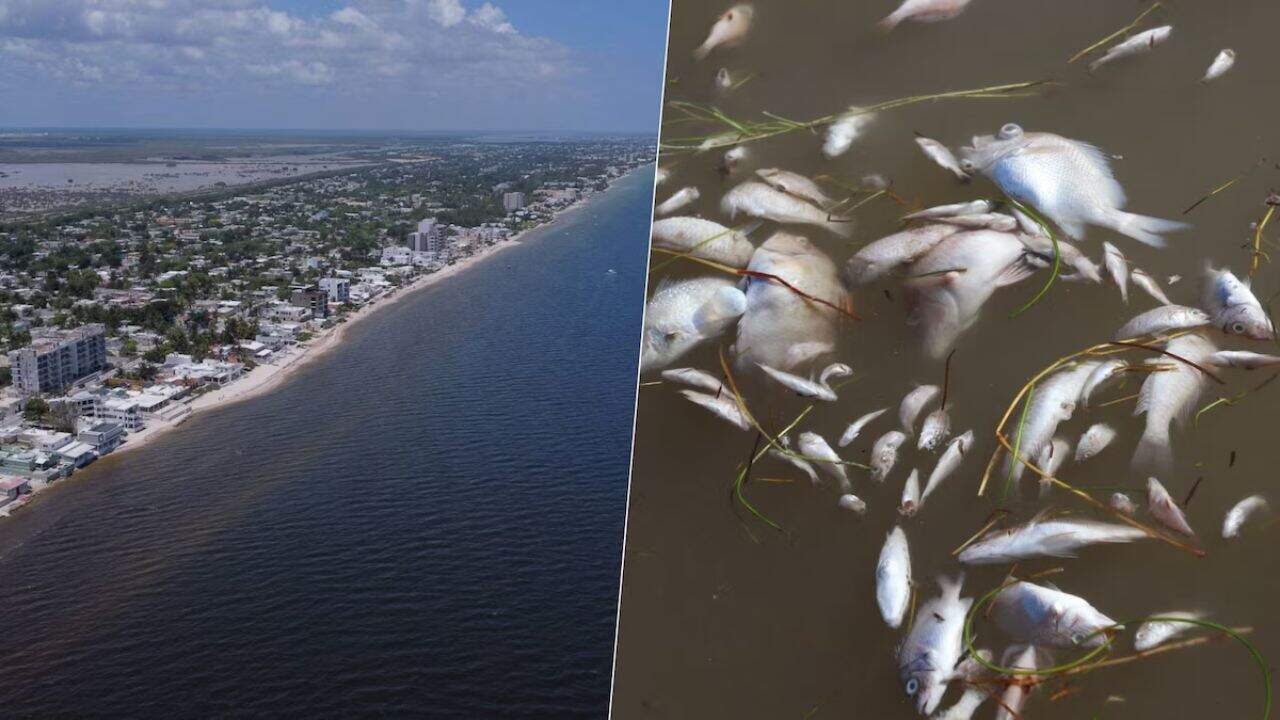 Vacaciones de verano: ¿Qué es la marea roja y por qué es peligroso nadar en esta aguas ?