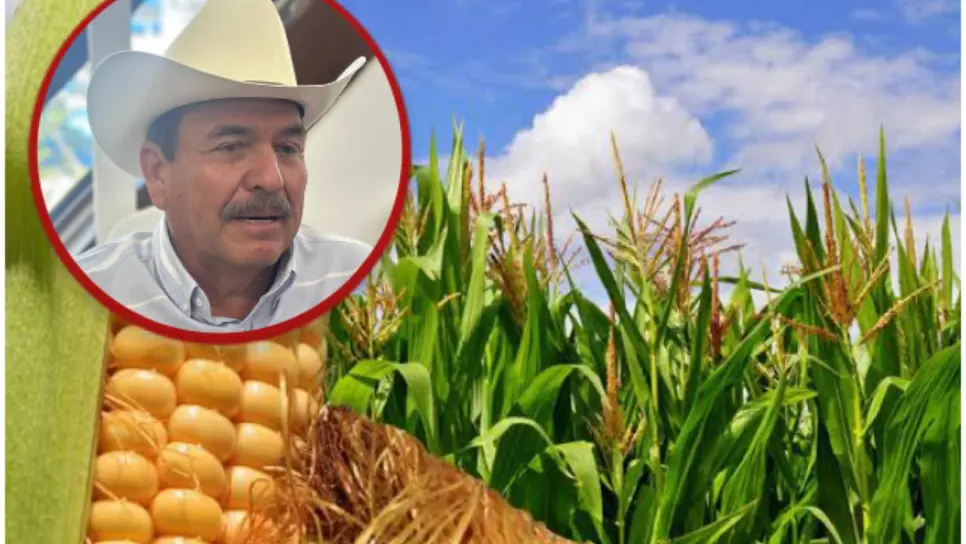 Campesinos Unidos de Sinaloa piden sacar granos básicos del TLC Campesinos Unidos de Sinaloa piden sacar granos básicos del TLC