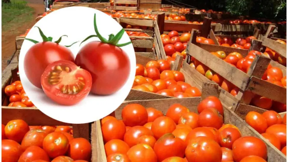 México fija precios mínimos de exportación para el tomate