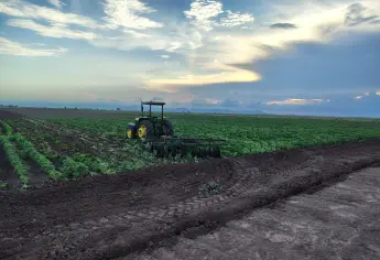 Productores de El Carrizo pierden ajonjolí por sequía