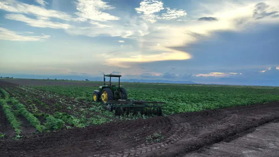 Productores de El Carrizo pierden ajonjolí por sequía