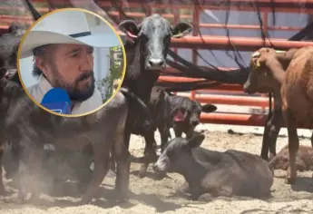 Sinaloa inicia tercer barrido para recuperar estatus zoosanitario