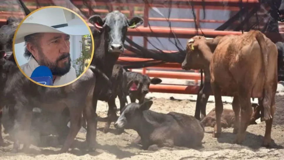 Sinaloa inicia tercer barrido para recuperar estatus zoosanitario