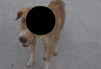 Macheteros atacan a perrito y lo dejan sin un ojo en Ahome