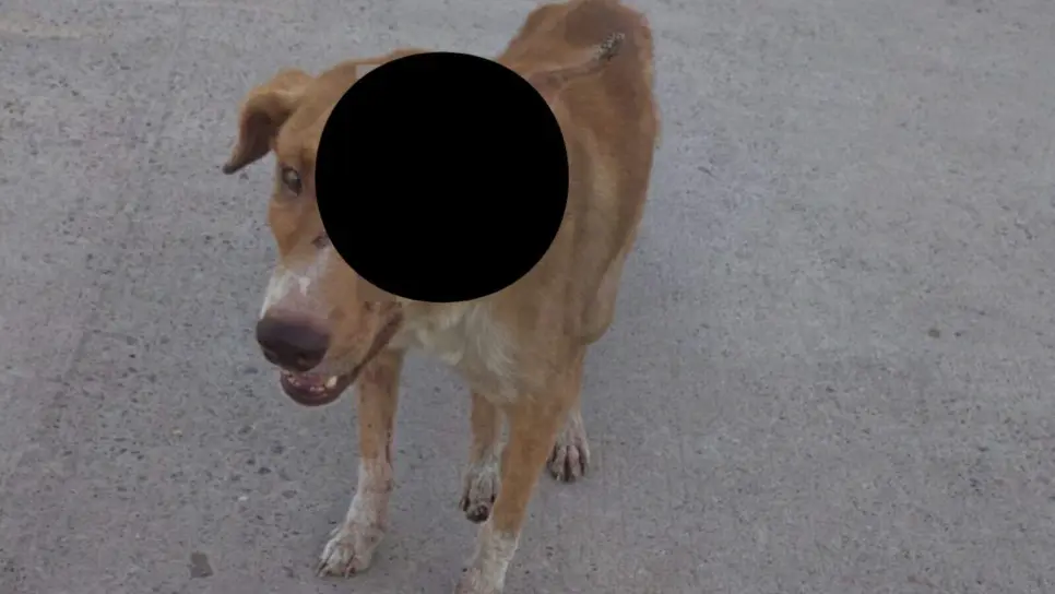 Macheteros atacan a perrito y lo dejan sin un ojo en Ahome