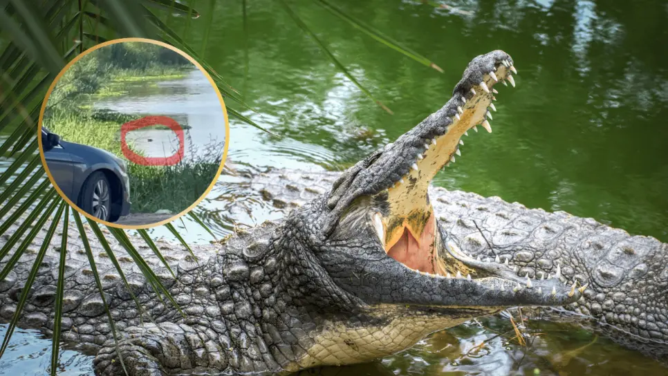 ¿Cocodrilo en el río Sinaloa en Guasave? Avistan supuesto reptil en zona de bañistas | VIDEO ¿Cocodrilo en el río Sinaloa en Guasave? Avistan supuesto reptil en zona de bañistas | VIDEO